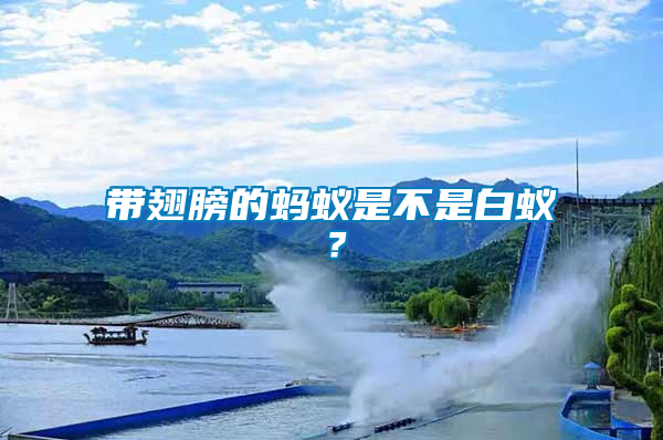 帶翅膀的螞蟻是不是白蟻？