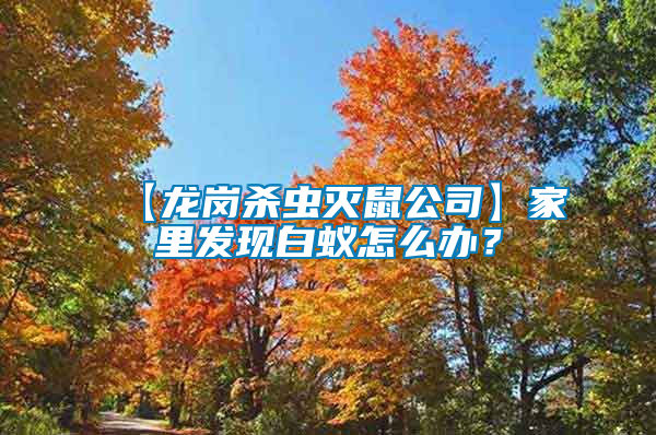 【龍崗殺蟲滅鼠公司】家里發(fā)現(xiàn)白蟻怎么辦？