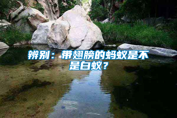 辨別：帶翅膀的螞蟻是不是白蟻？